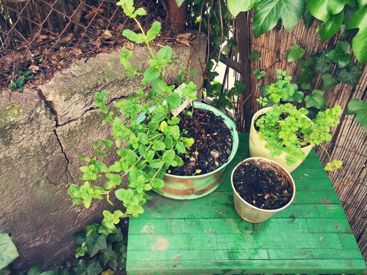 Flat In Historic Villa With Your Own Private Garden, Near City Park Budapest Exterior photo